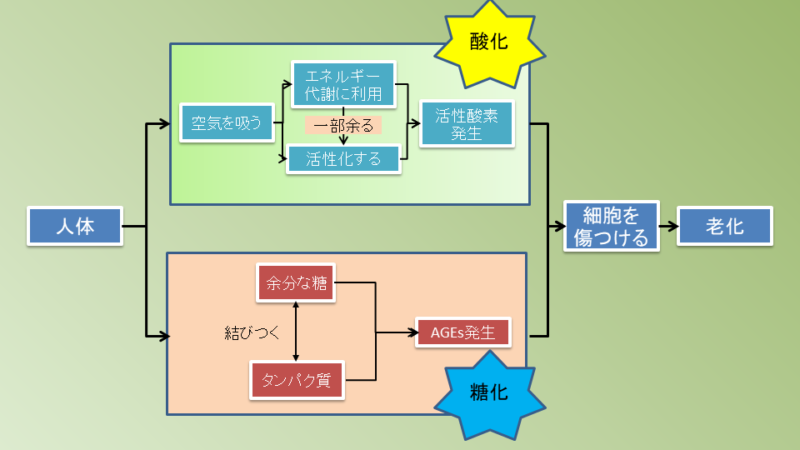 人を老化に導く、「酸化」と「糖化」を説明した図